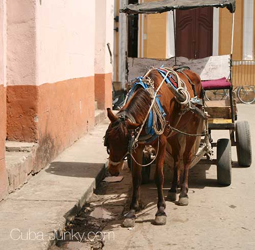 Horse, Camaguey Cuba